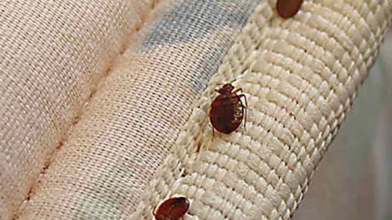 Carpet Beetles