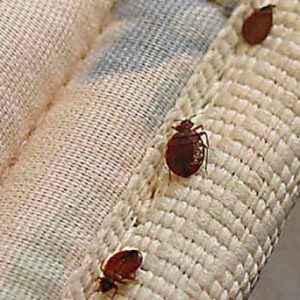 Carpet Beetles