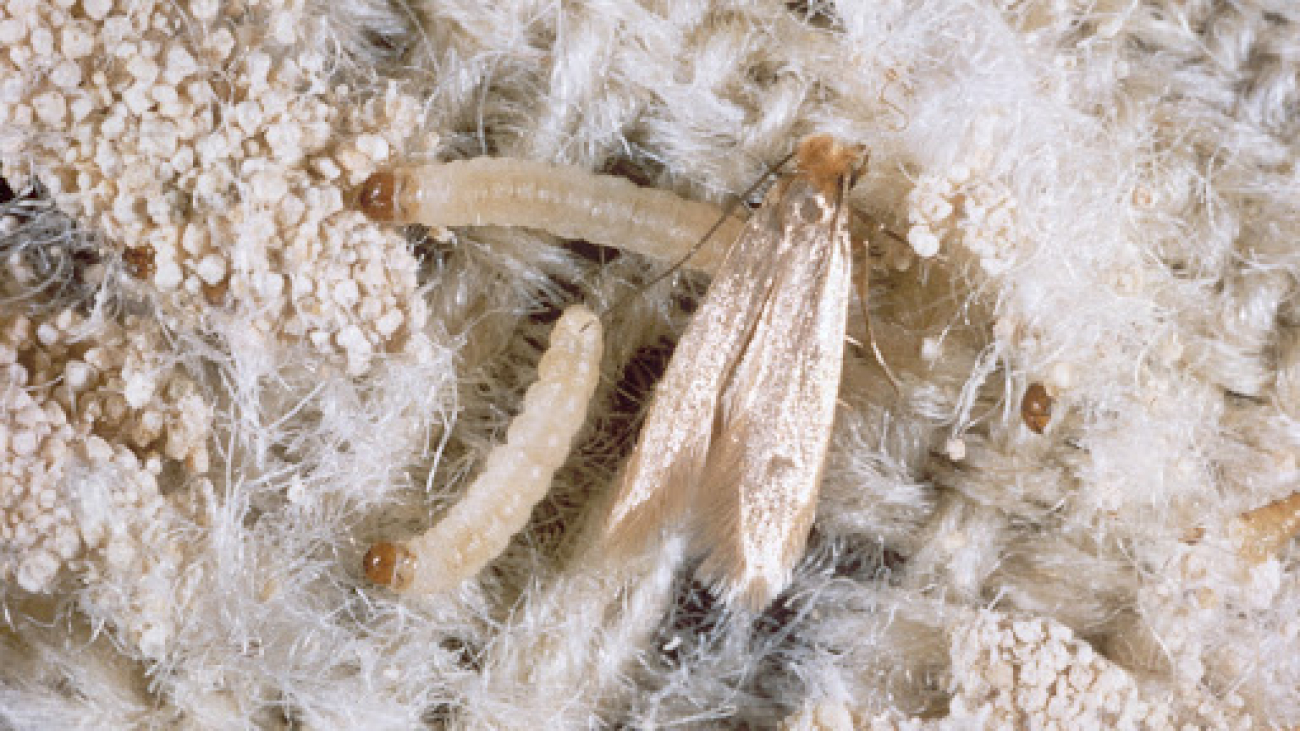 Rid Of Carpet Moths