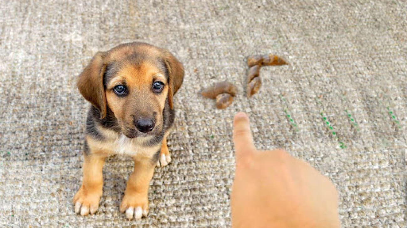 Dog Poop from Carpet