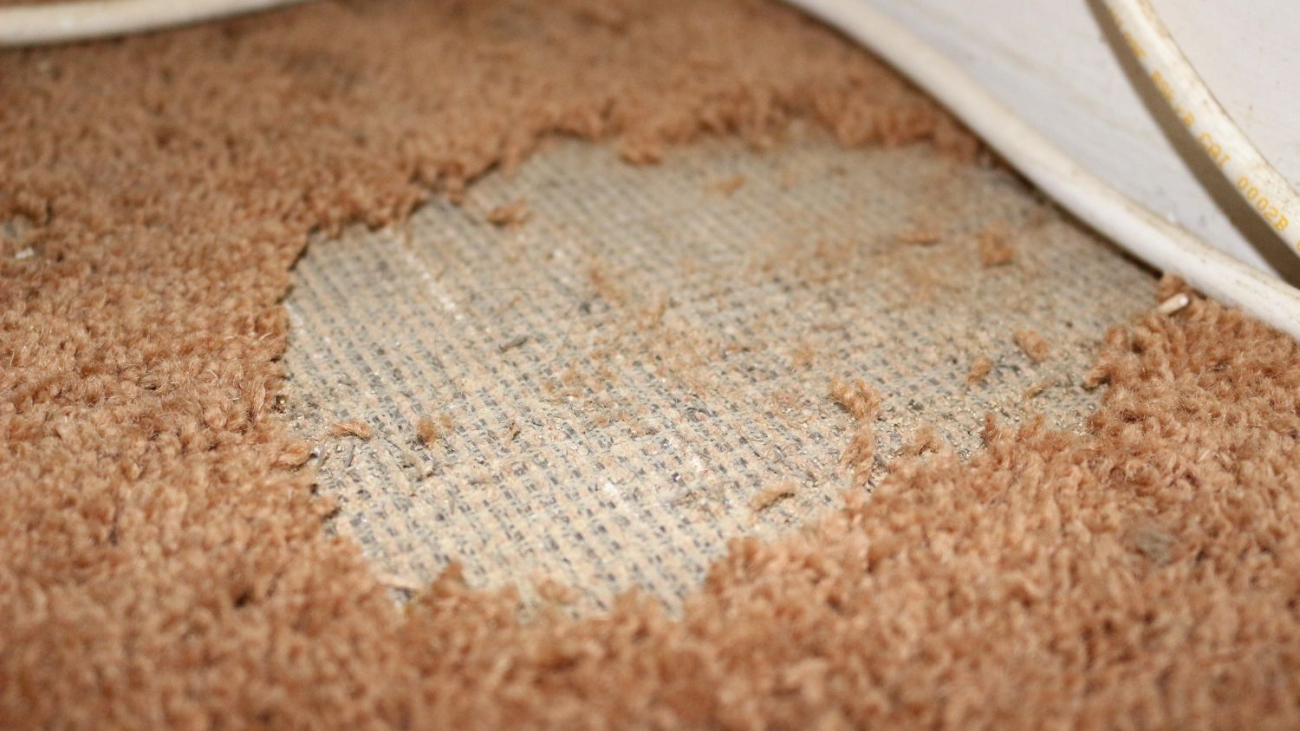 Does Baking Soda Kill Carpet Moths