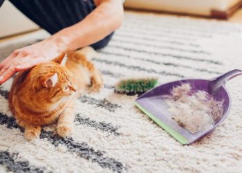 cleaning-carpet-from-cat-hair-with-brush-home-man-cleans-dirty-rug-puts-animal-fur-scoop