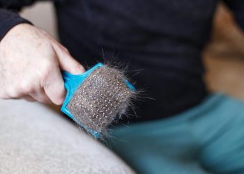 man-s-hand-holding-cat-comb-brush-with-gray-fur